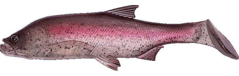 Fishus Cerberus Shad - MT - Magic Trout Fishus Cerberus Shad -MT - Magic Trout