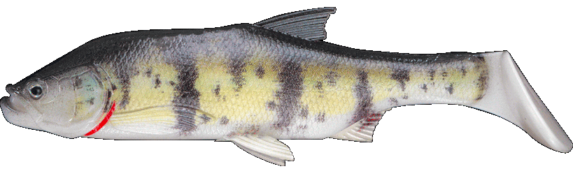 Fishus Cerberus Shad - VZ - Volga Zander Fishus Cerberus Shad -VZ - Volga Zander